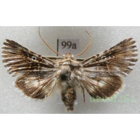 Omphalophana antirrhinii (Hübner, 1803) Czech99a